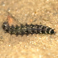 ゲンジボタル（幼虫）