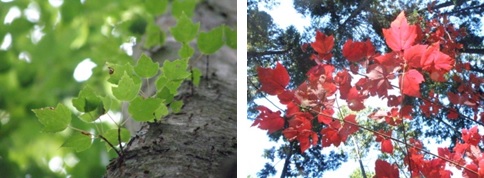ハナノキ　カエデの仲間。秋にはまっ赤に紅葉して野山を彩ります。美しいです。