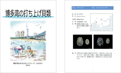 「博多湾の打ち上げ貝類」の表紙と見本