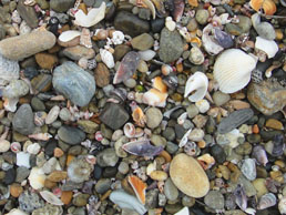 博多湾の波打ち際。よくみると沢山の貝殻がみつかります。