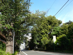 弊社のある桜新町の街並み立派な樹木が多くみられます。