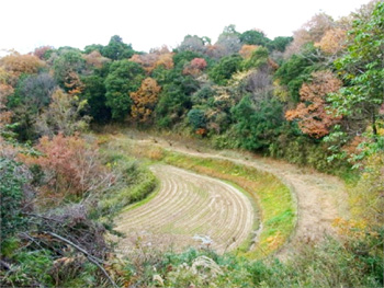 堺市の里山林と棚田