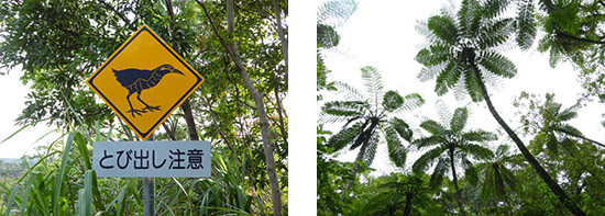 沖縄でヤンバルクイナ（写真撮れず残念）、南西諸島に普通な木性シダ ヒカゲヘゴ