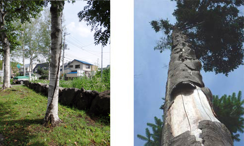 樹木のけが：幹の捻じれにより生じた割れ(左) トドマツの単木に生じた幹焼け(右)
