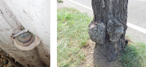 樹木の病気：モミサルノコシカケによる溝ぐされ病(左)　コブ病(右)