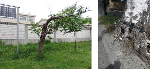 腐朽などで衰退したサクラの危険木(左) 植樹帯をはみ出さんばかりの根際(右)