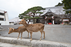 鹿好きの方、島には沢山の鹿がいます。絶対鹿に会えますよー。