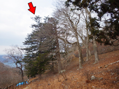 写真で巨木というのを伝えるのは難しいものですね。左右の写真の赤矢印は同じ木なのですが、その大きさがわかるでしょうか。