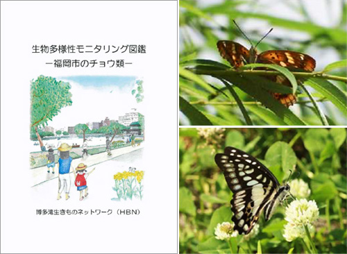 左:「生物多様性モニタリング図鑑 -福岡市のチョウ類-」表紙 右上:コムラサキ 右下:ミカドアゲハ(本図鑑より抜粋)