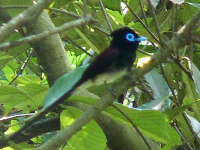 地域環境計画 ちいかん 生物多様性の自然環境コンサルタント