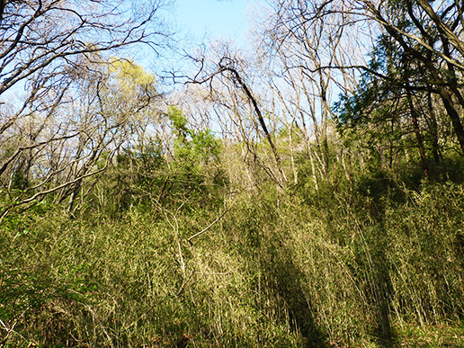 林床がササで覆われた雑木林　生物多様性は低下してしまう