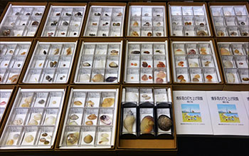 現在展示中の博多湾の打ち上げ貝類の標本
