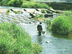 河川の魚類調査