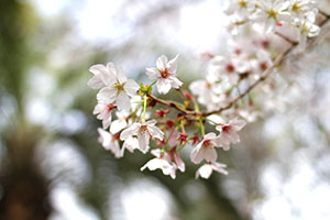 春のお昼に桜を見ながら食べるお弁当は格別です。