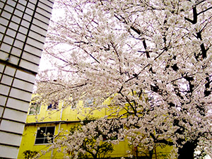 春には桜が咲き誇り、とても綺麗です。