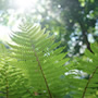 写真：植物