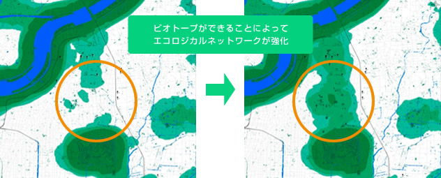 ビオトープができることによってエコロジカルネットワークが強化