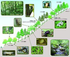 JTの森 積丹（積丹川流域エリア/積丹岳地区）