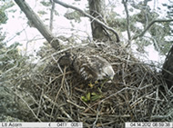 自動撮影カメラによる猛禽類営巣確認