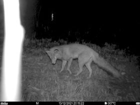 緑地で確認されたホンドギツネ