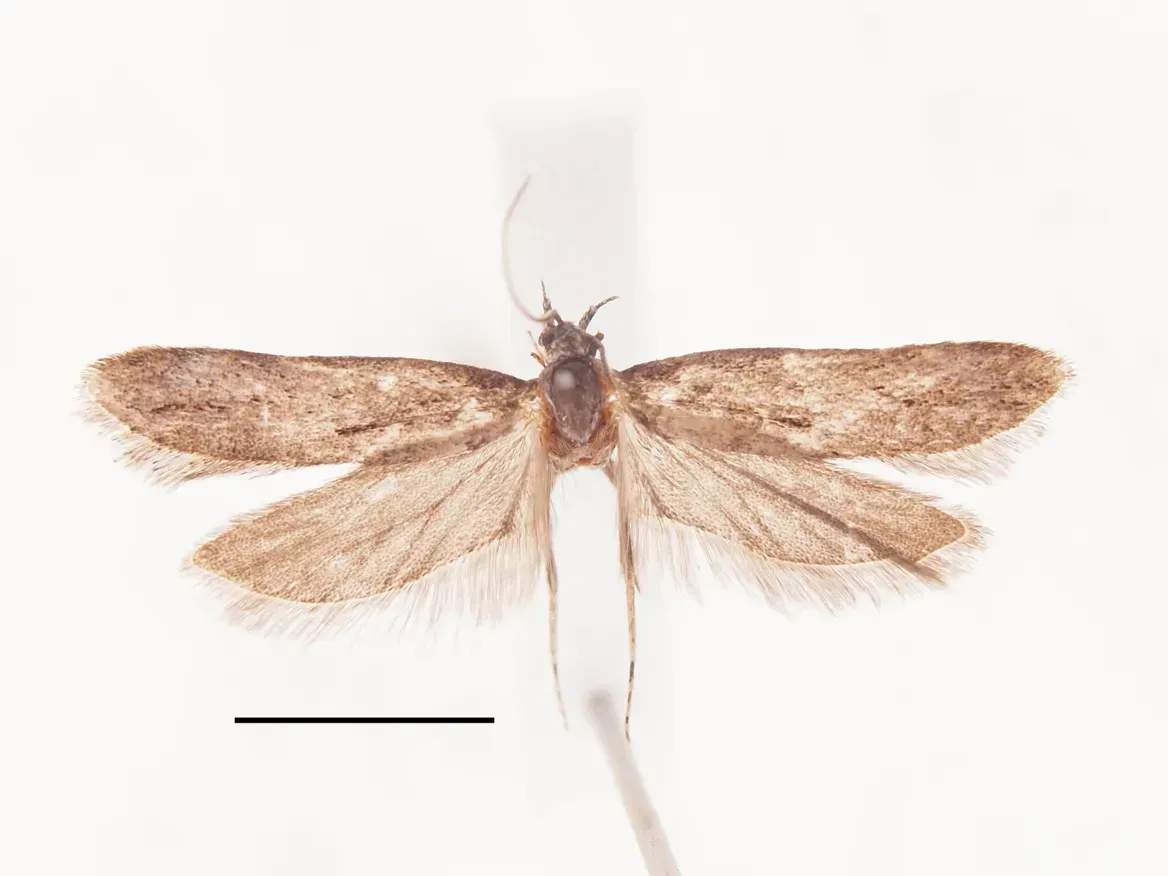 タカネミヤマキバガ成虫