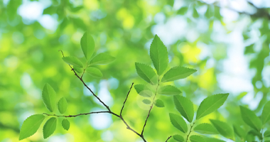 会社概要・組織図・沿革