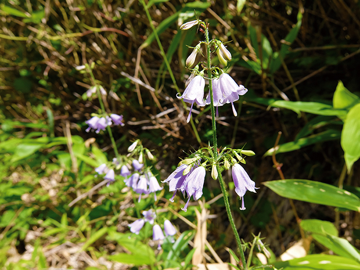 ちいかんスタッフインタビュー