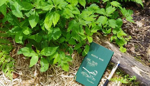 フィールドノート