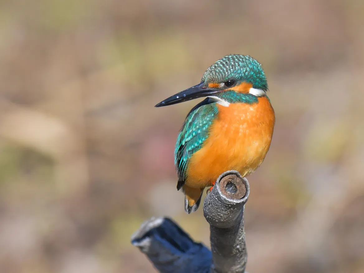 ネイチャーポジティブ推進に関する取り組みの情報発信・開示支援