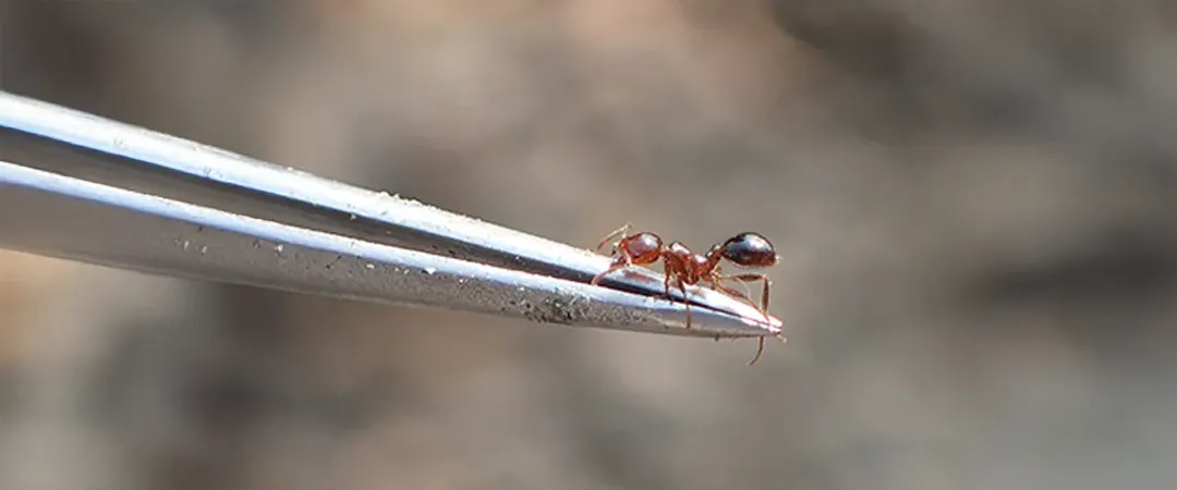 希少種・外来種に関する総合的支援