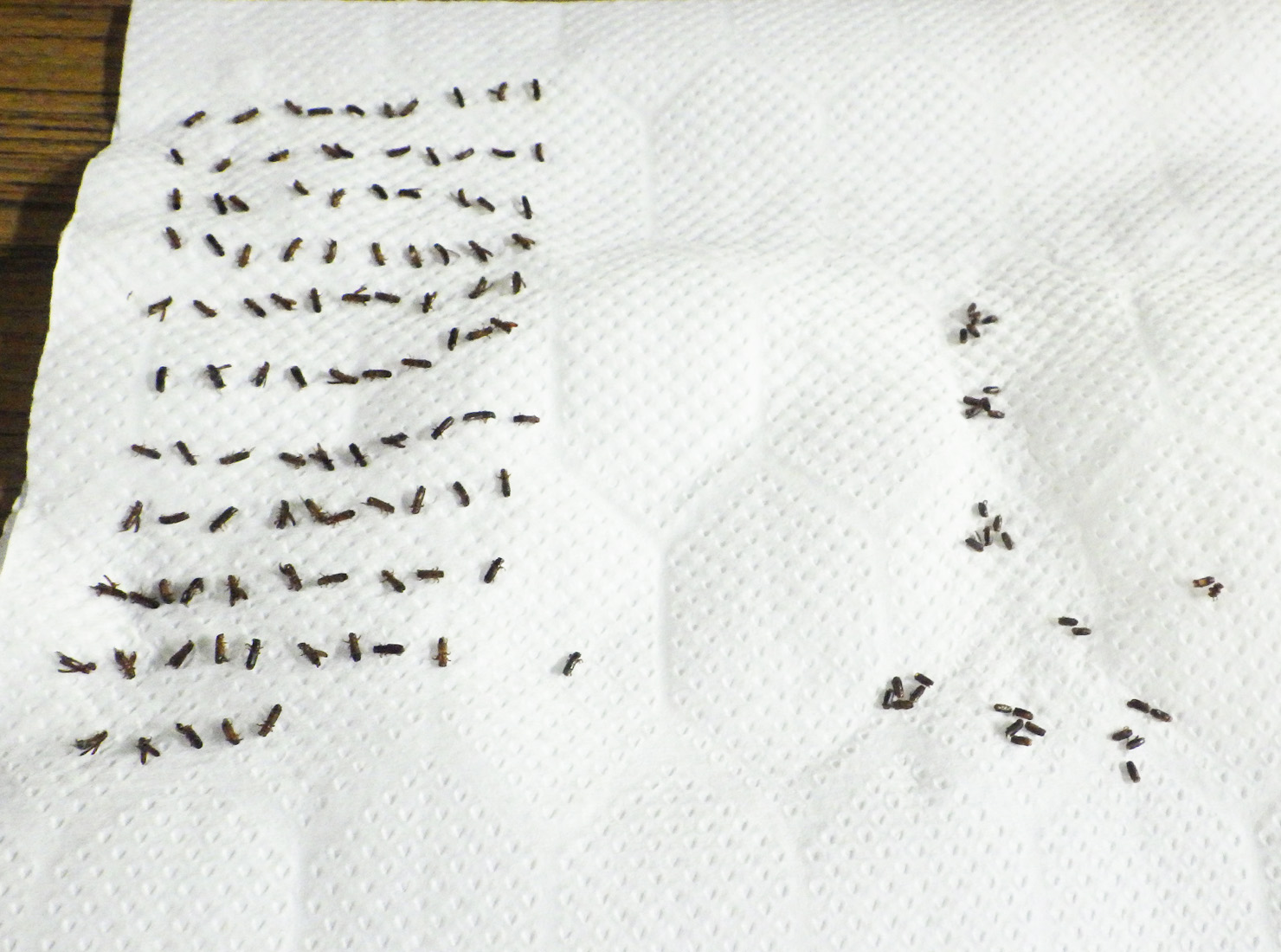 7月22日、点検8回目。さらに数が減りました。結果は137匹です。