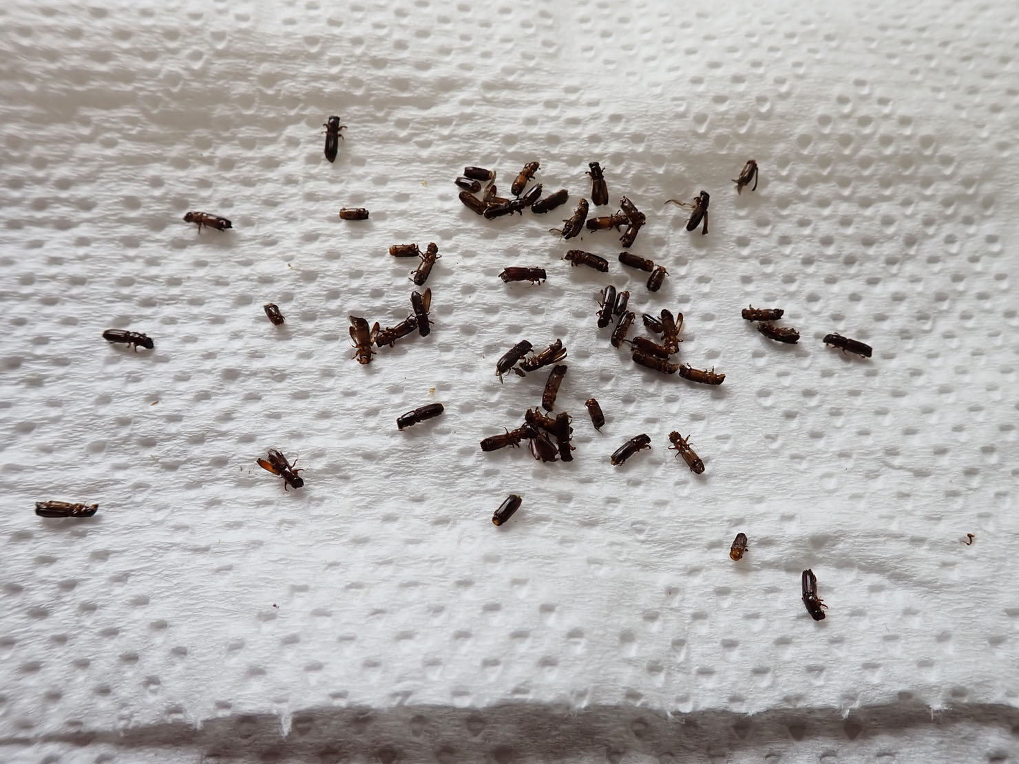 7月28日、点検9回目。順調に減少しています。結果は54匹でした。