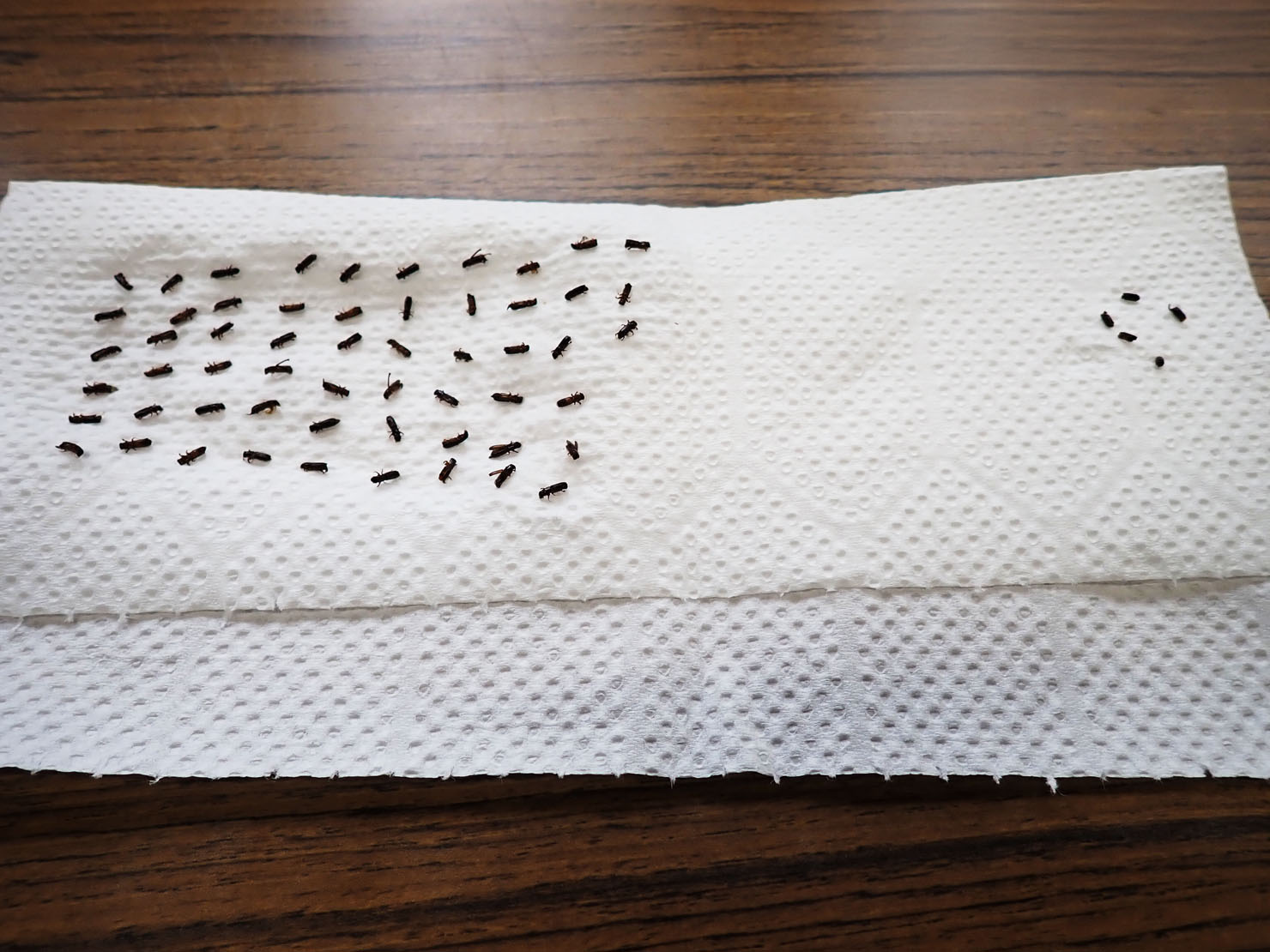 8月4日、点検10回目。結果は62匹でした。
今年はほぼ終息したので、トラップは撤去しました。