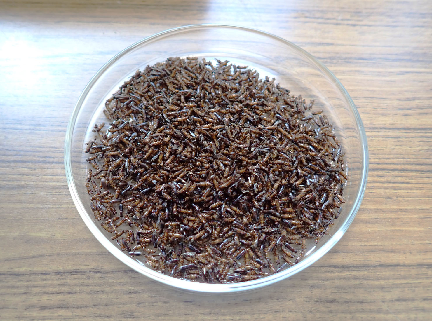 6月16日、点検3回目。カシナガが増えてきました。結果は1653匹でした。