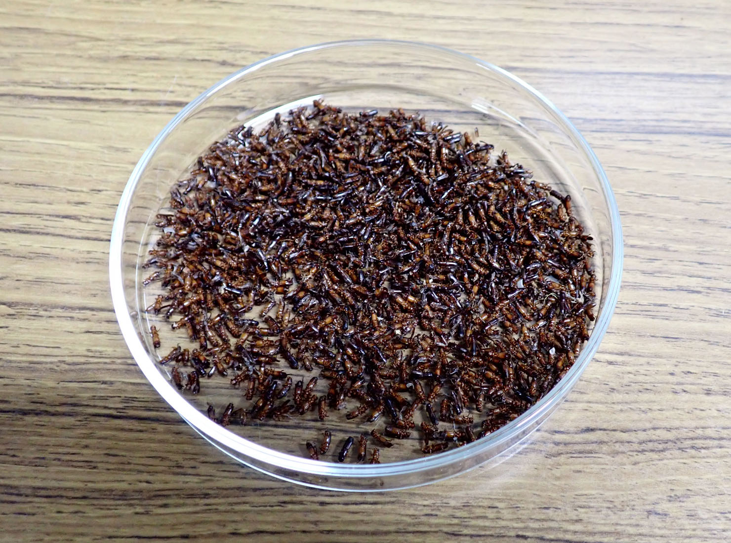 6月23日、点検4回目。カシナガの数は横ばい。結果は1120匹でした。