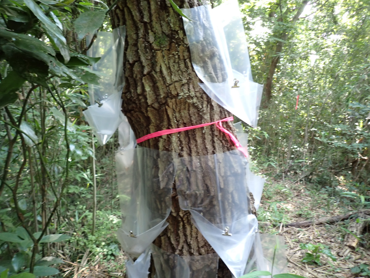 6月30日、点検5回目。たくさん捕れた木にはトラップを増設します。