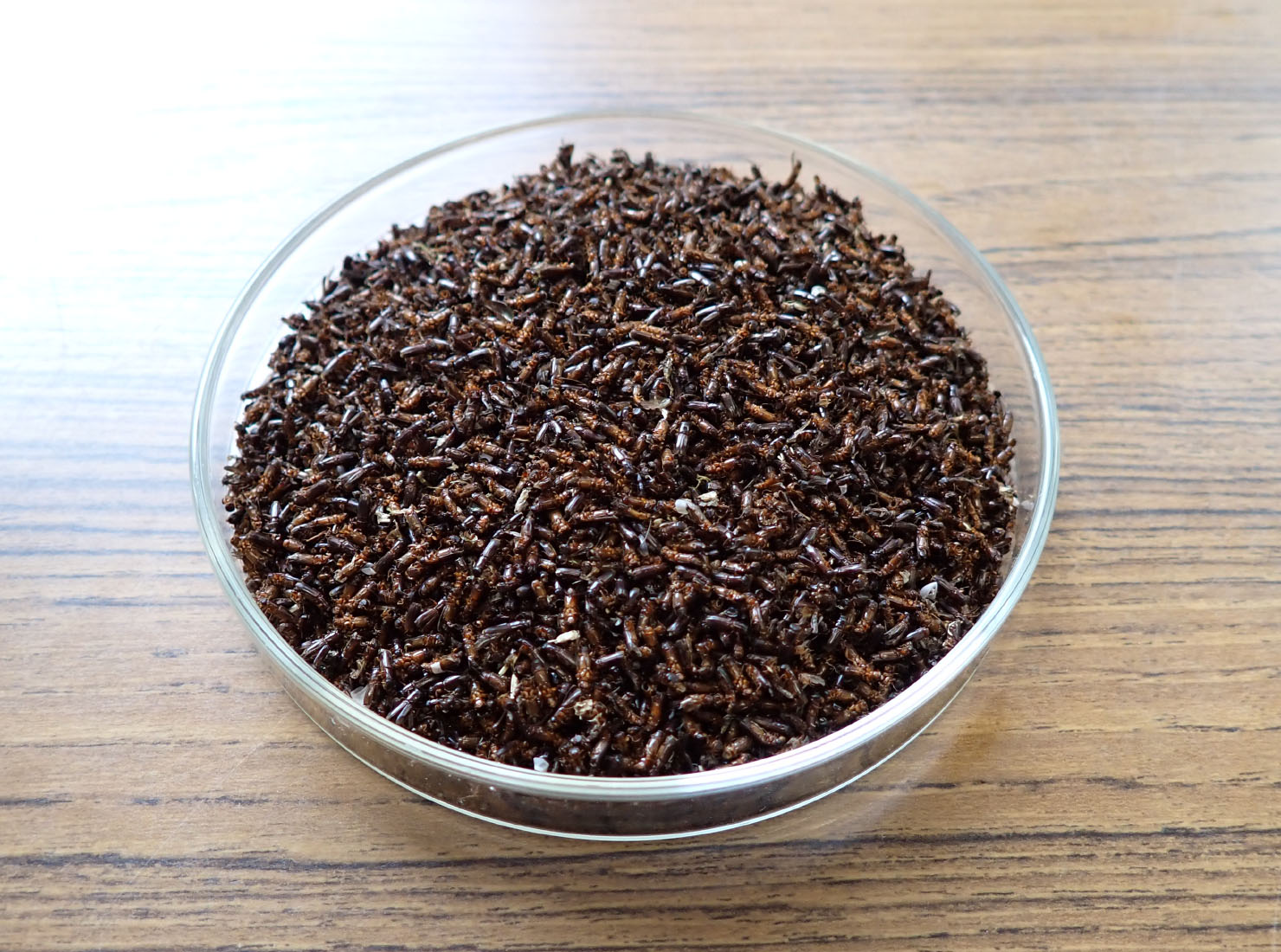 6月30日、点検5回目。一気に増えました。結果は6415匹です。