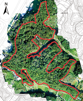 ドローンで空撮した森の全景