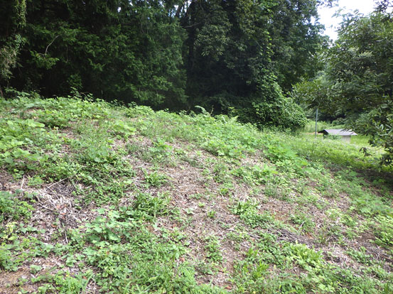 草地（南向き斜面）