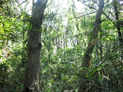 落葉広葉樹林（ナラ枯れ少ない）