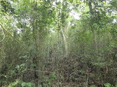 落葉広葉樹林（ナラ枯れ少ない）