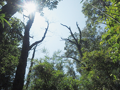 落葉広葉樹林（ナラ枯れ多い）