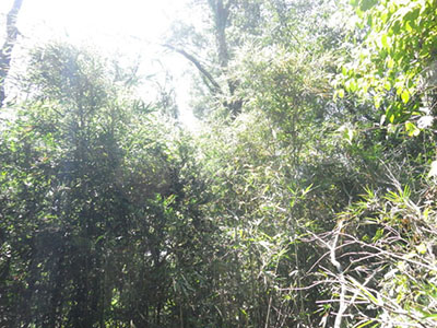 落葉広葉樹林（ナラ枯れ多い）