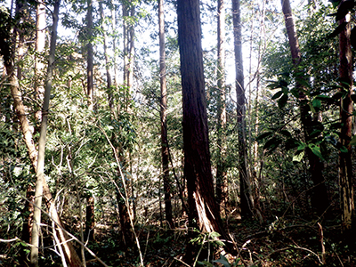 スギヒノキ植林