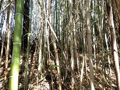 竹林（マダケ）