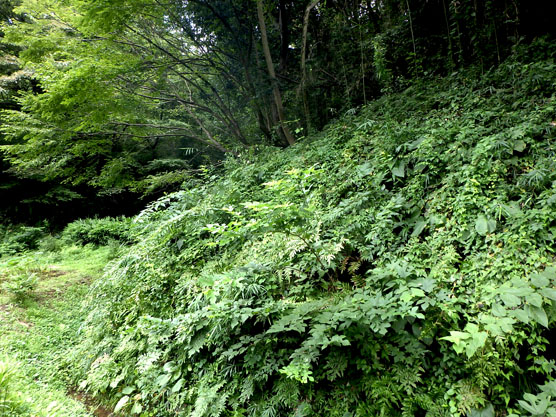 草地（北向き斜面）