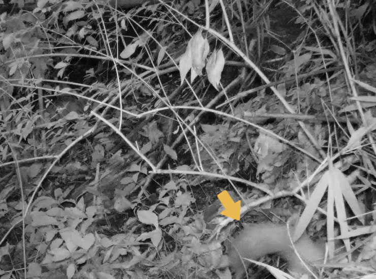 アナグマのしっぽ