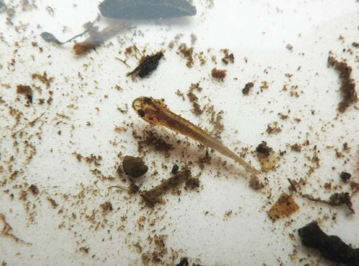 ホトケドジョウの赤ちゃん