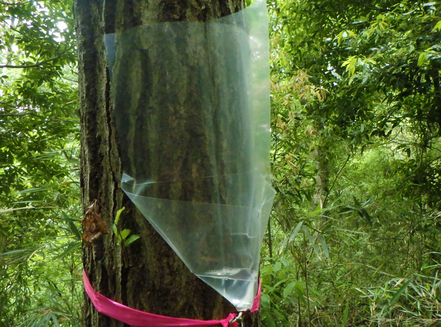 カシナガトラップ