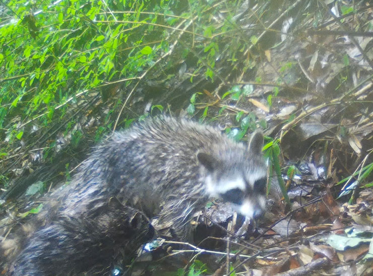 斜面の穴の前にいるアライグマ親子